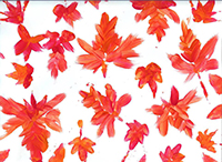 Rainbow Flower Candy Waters